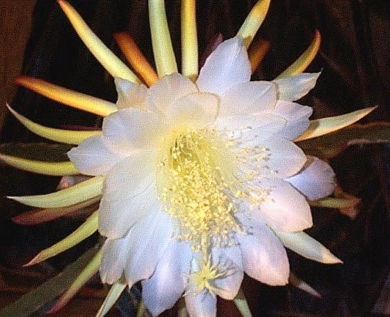 Dragon Fruit Epiphyllum Cactus Cuttings – 2 Live Succulent Stems for Propagation, Exotic Pitahaya Plant, Tropical Cactus, Rooting Planting Material
