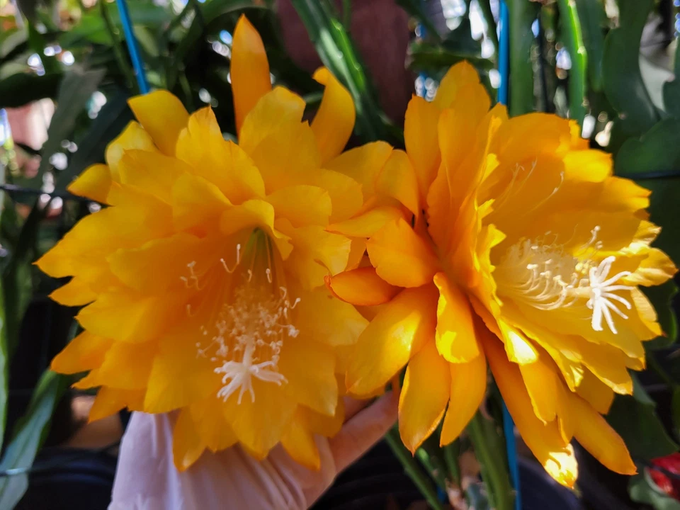 Epiphyllum Yellow Tang Unrooted Cuttings – 8–10 Inch Night Blooming Orchid Cactus Segments for Indoor and Outdoor Planting