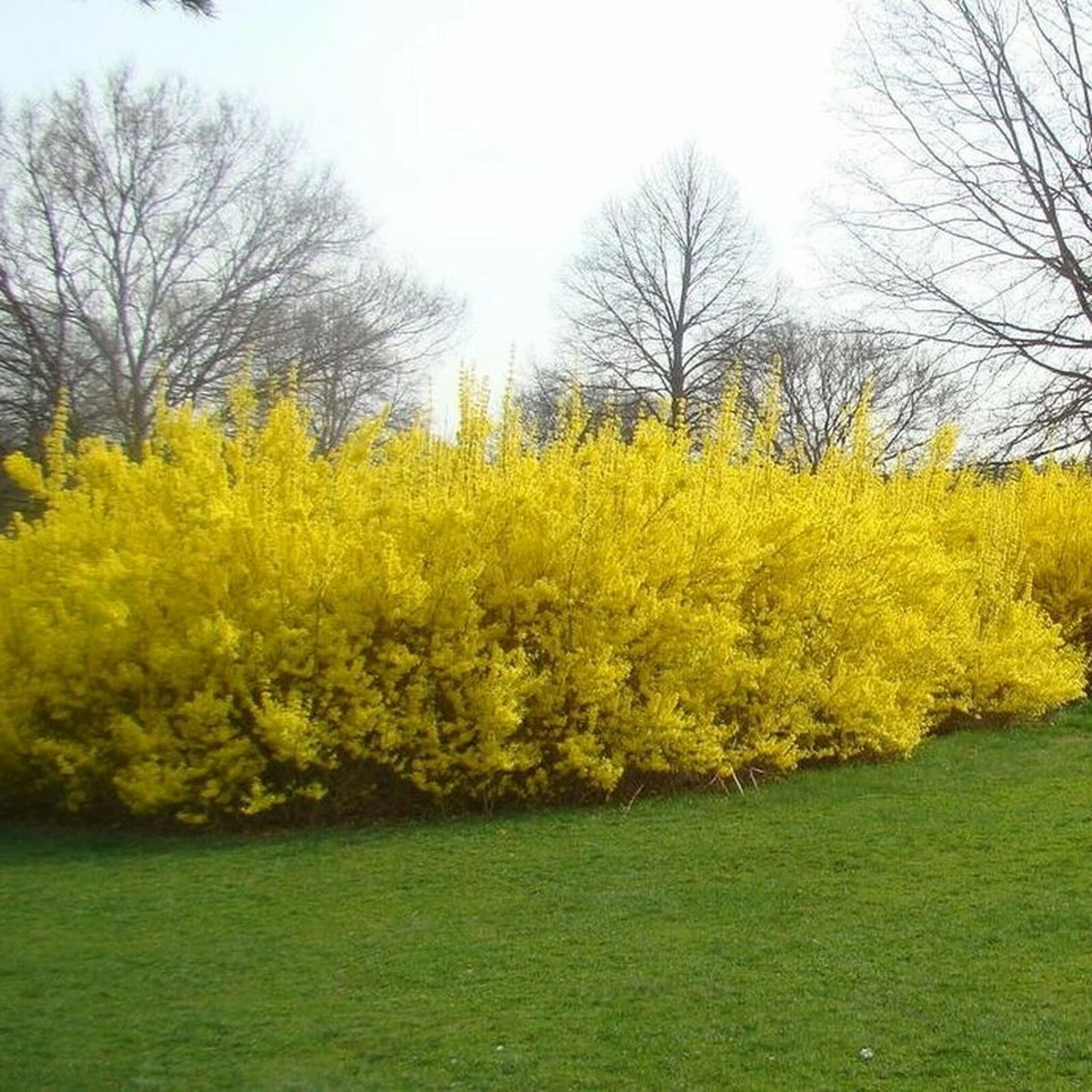 Forsythia Cuttings 10 Unrooted Stem Propagation for Flowering Shrub Yellow Blooms Forsythia spp.