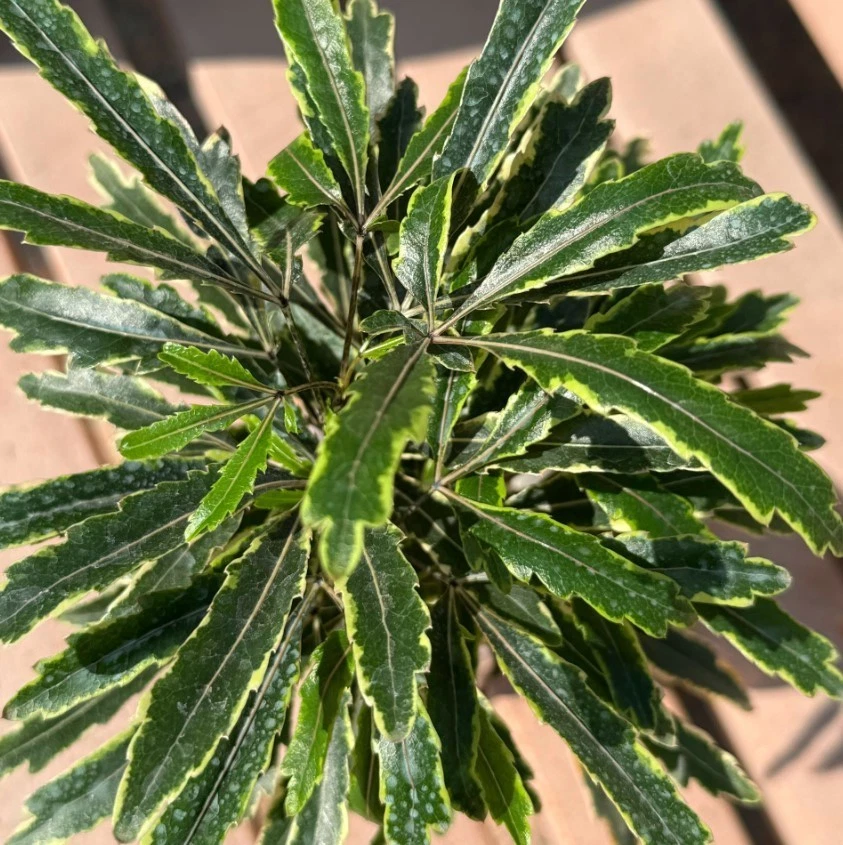 Variegated False Aralia Houseplants – Set of 2, 2-Inch Pots, Tropical Indoor Plants, Decorative Foliage, Polyscias scutellaria