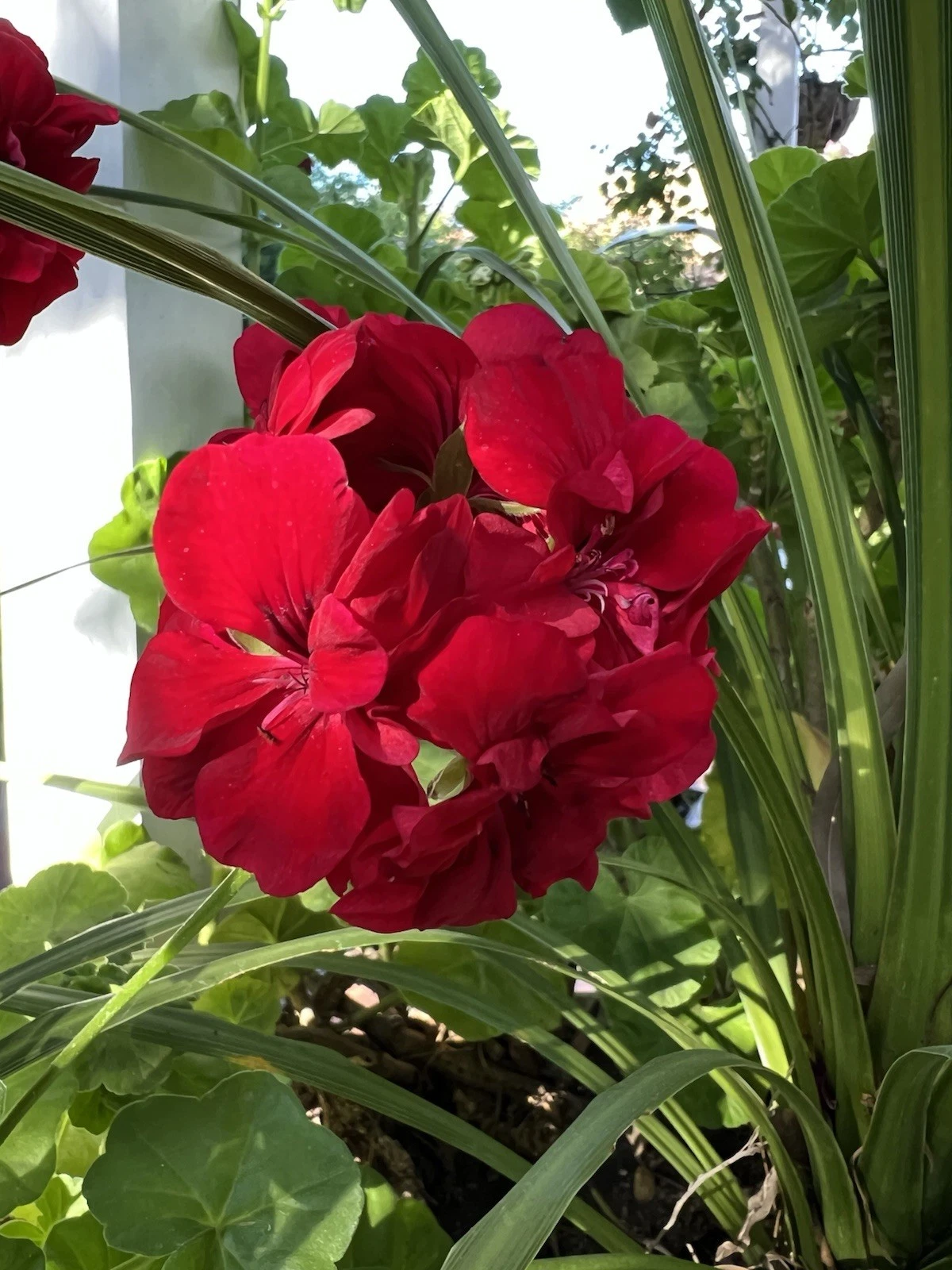 True Red Ivy Geranium Cuttings – 5 Pelargonium peltatum Trailing Red Flowering Plant for Hanging Baskets and Containers