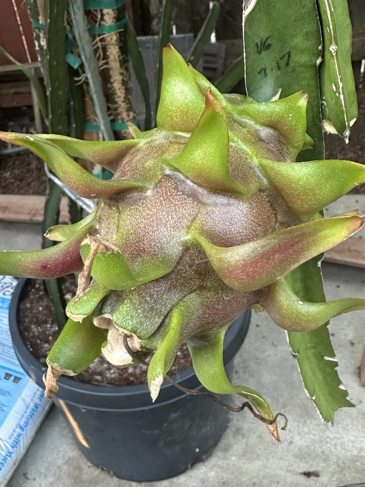 Dragon Fruit Cuttings – 8–12 Inch Hylocereus Stems for Rooting – Fruit Cactus Starter – Edible Dragon Fruit Plant