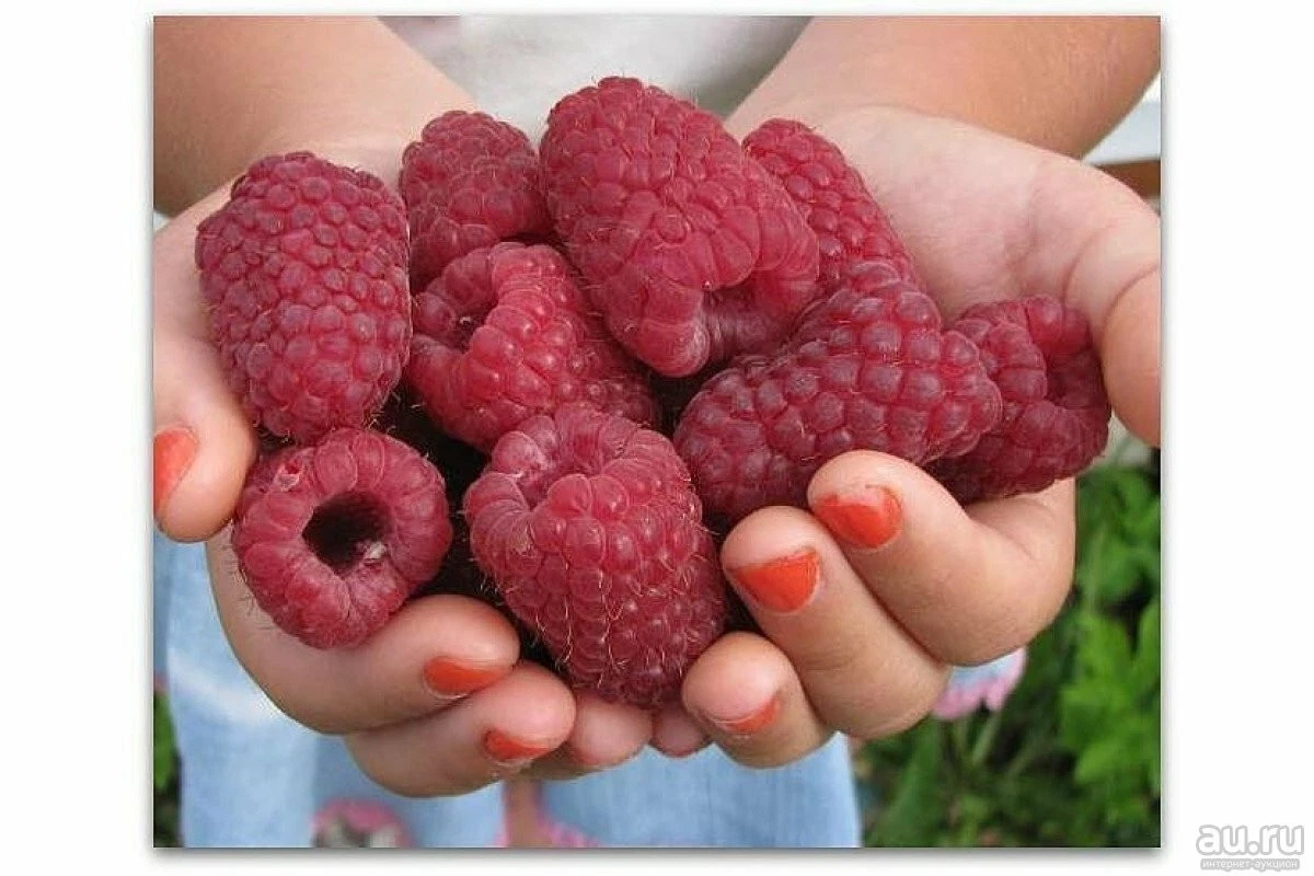 Russian Raspberry ‘Gordost Rossii’ Cuttings – Live Rubus idaeus Stems for Rooting and Propagation, 5 Pack