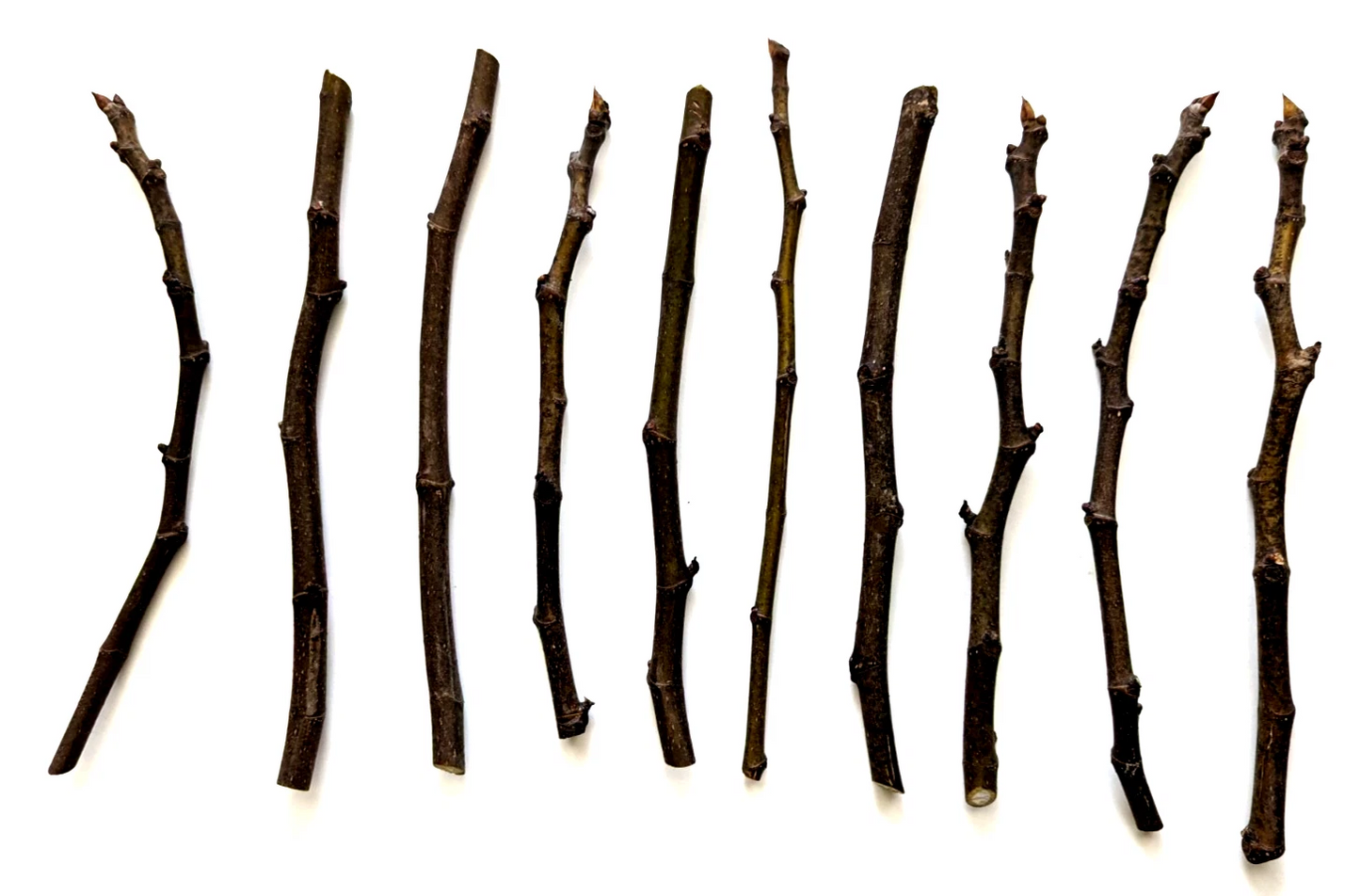 Chicago Hardy Fig Tree Cuttings – 10 Unrooted Hardwood Propagation Cuttings, 9–10 Inches, 5 Nodes, Ficus carica