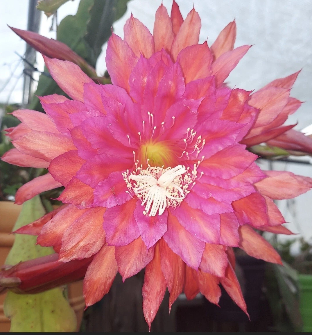 Epiphyllum ‘Slightly Sassy’ Orchid Cactus Cutting – Unrooted Succulent with Large Vibrant Flowers, Flat Colorful Stems, Cultivar