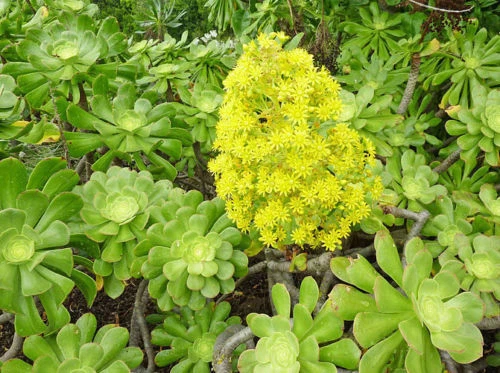 2 XXL Aeonium Arboreum Cuttings – Green Rose Form – Large 6 in Succulent Plants for Garden, Indoor Decor
