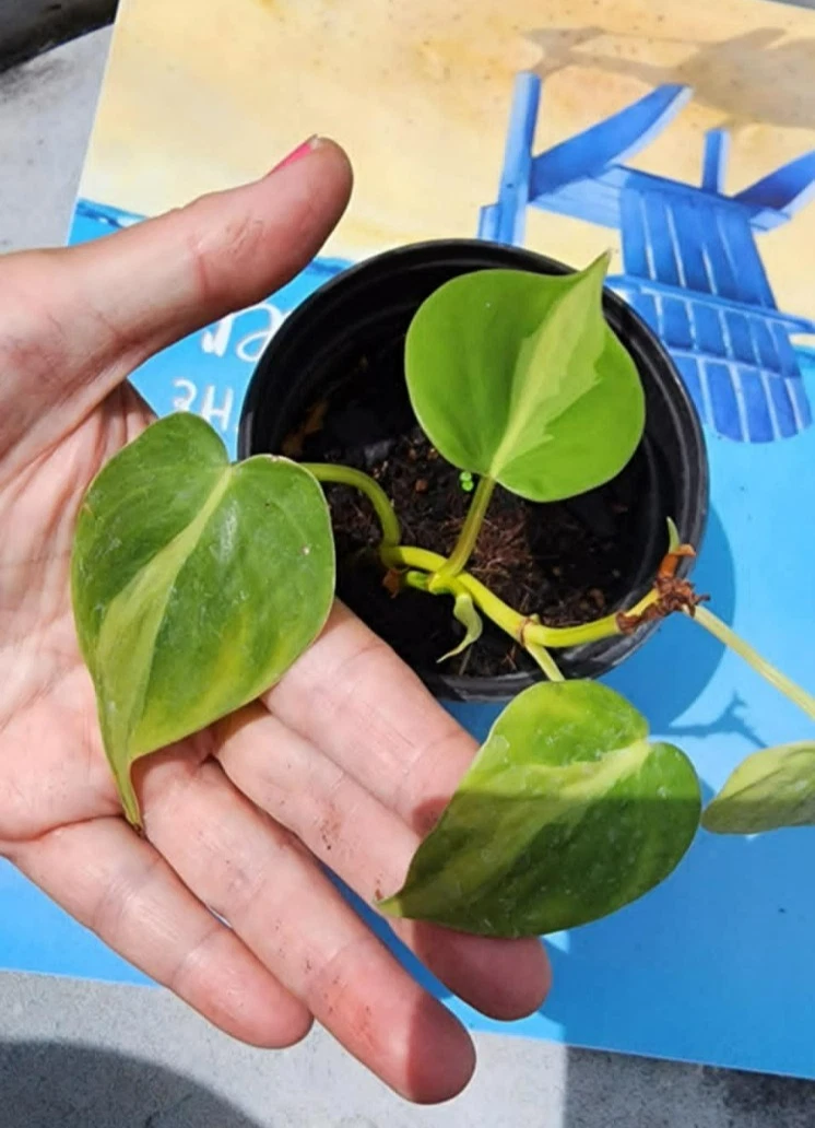 Philodendron Brasil Rooted Cuttings – 3 Heart Leaf Vining Houseplants, Variegated Indoor Tropical Plant, Philodendron hederaceum ‘Brasil’