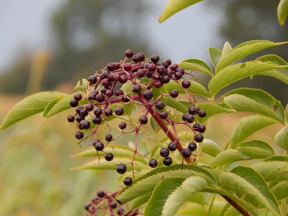 Elderberry Cuttings for Planting – 5 Fresh Sambucus Berry Bush Stems for Garden Growing, Nutritious Berries, Flowering Plant Propagation