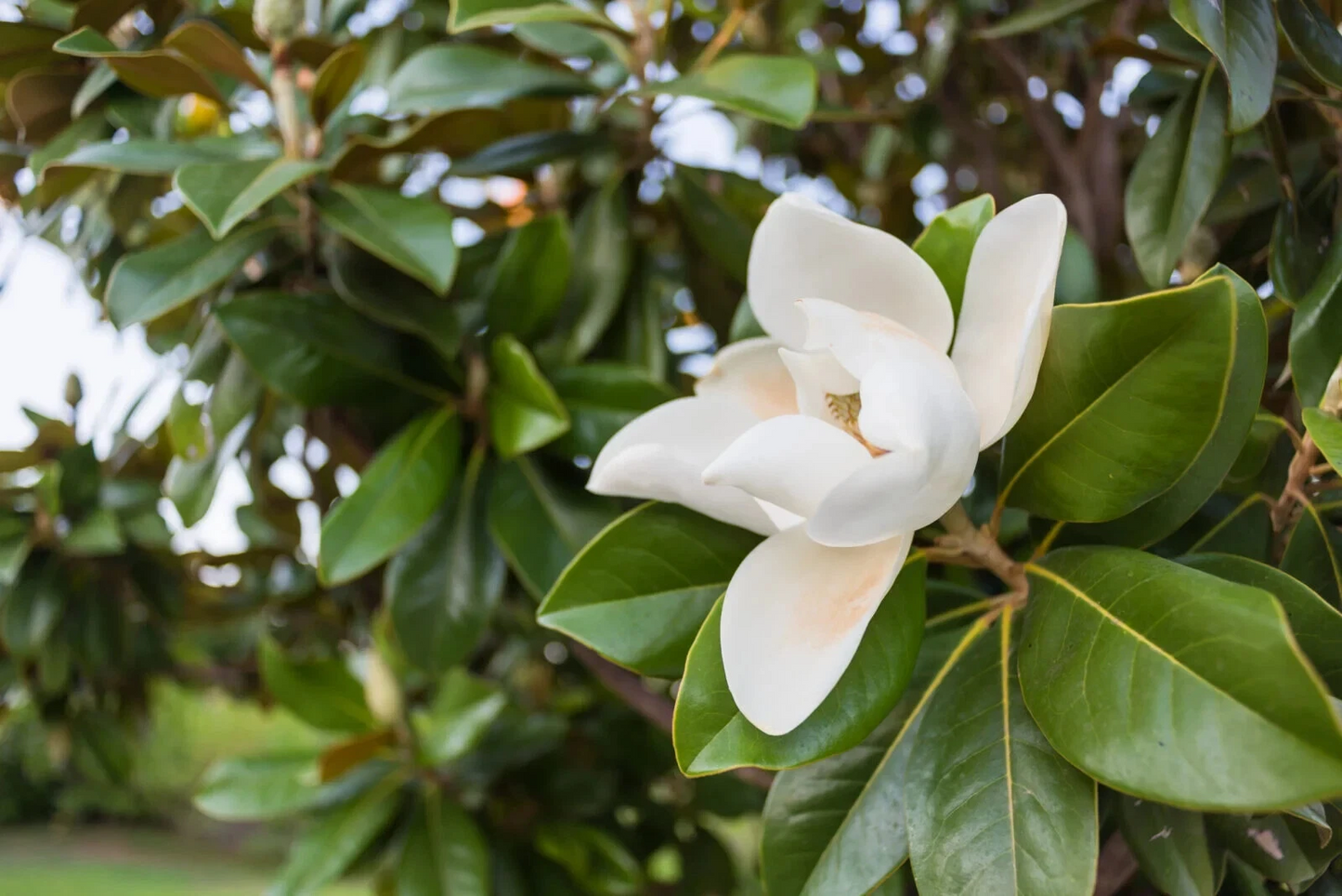 Southern Magnolia Tree Cuttings – 8 Fresh Rooting Cuttings – True Heirloom Variety Magnolia grandiflora