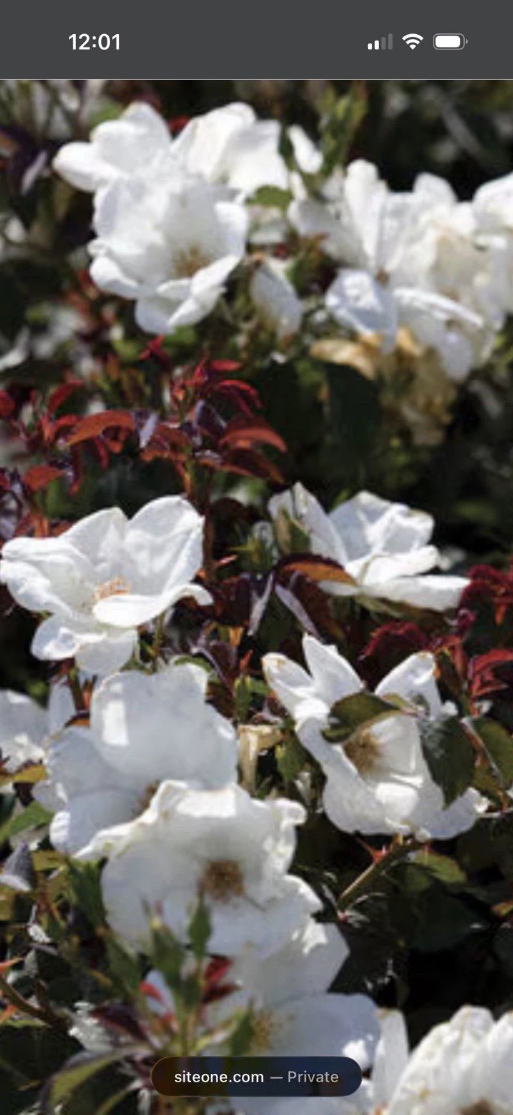 White Knock Out Rose Cuttings - 3 Unrooted Cuttings 6–8 Inches - Rosa ‘White Knock Out’ - Ideal for Propagation and Gardens