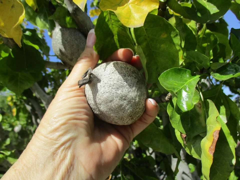 Gardenia Thunbergia Seed Pods – Fresh South African Flowering Shrub Pods for Planting and Propagation