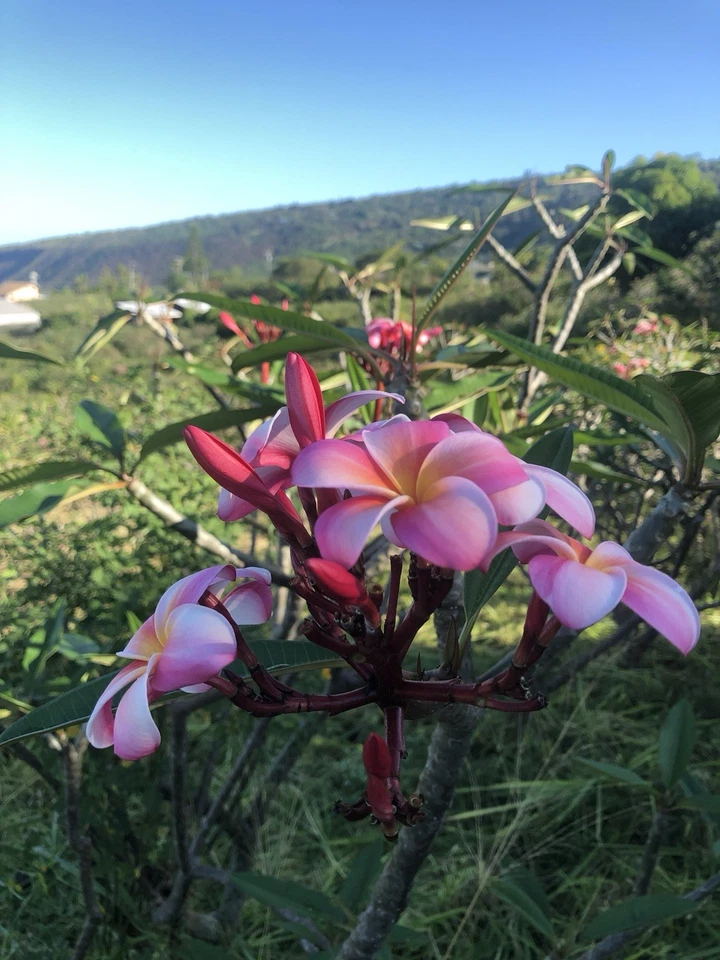Pink Plumeria Frangipani Rooted Cutting – 10 Inch Live Starter Plant with Single Flower Head, Hawaiian Grown Tropical Garden Plant