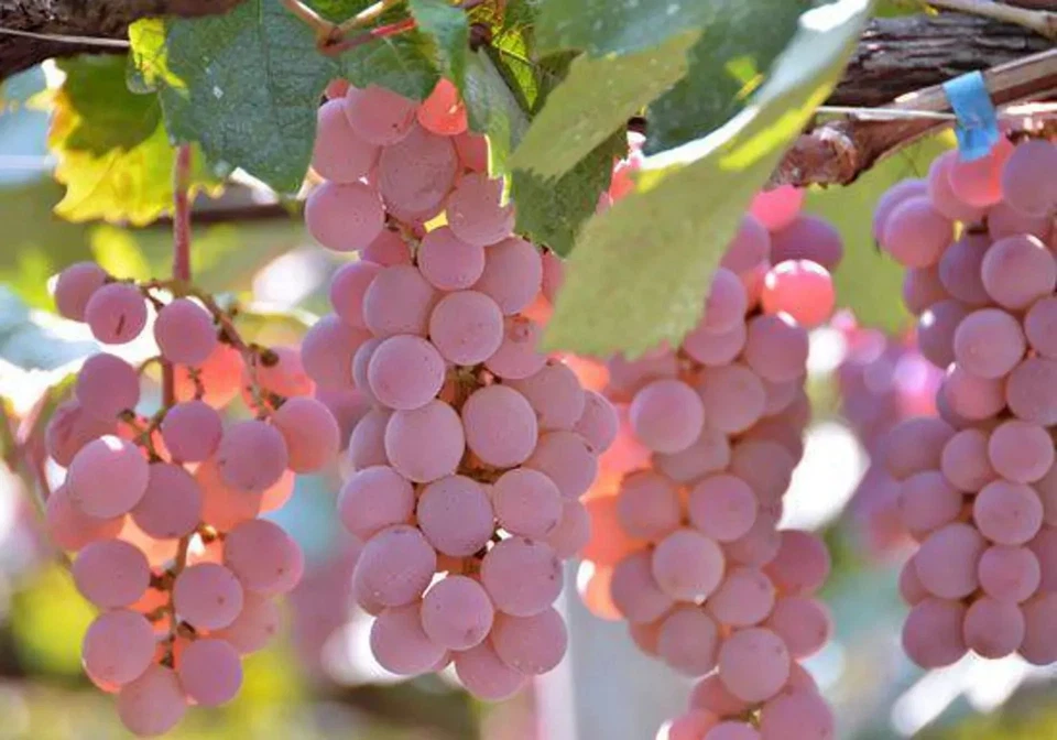 Japanese Koshu Grape Cuttings – 5 Unrooted Vitis vinifera for Rooting, Grafting, Vineyard, Garden Planting