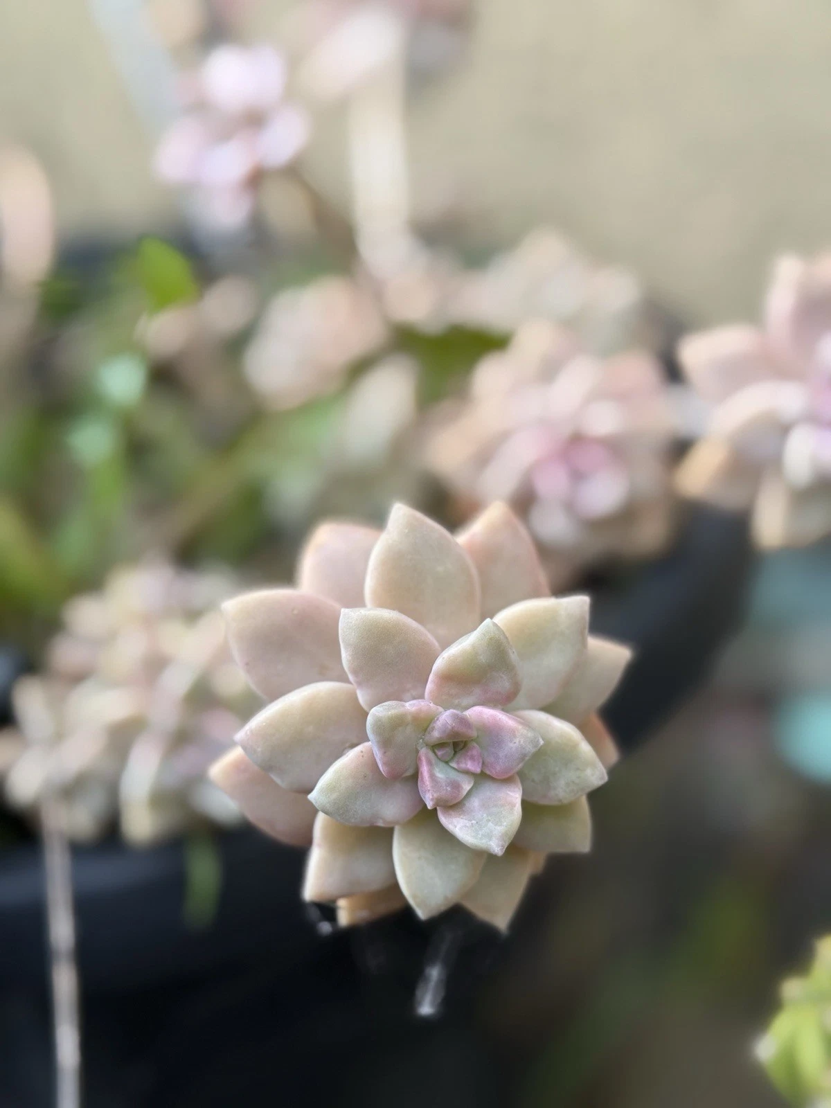 Pink Ghost Plant Succulent Cuttings – 3 Inch Graptopetalum paraguayense Live Succulent Plants for Gardening and Decor