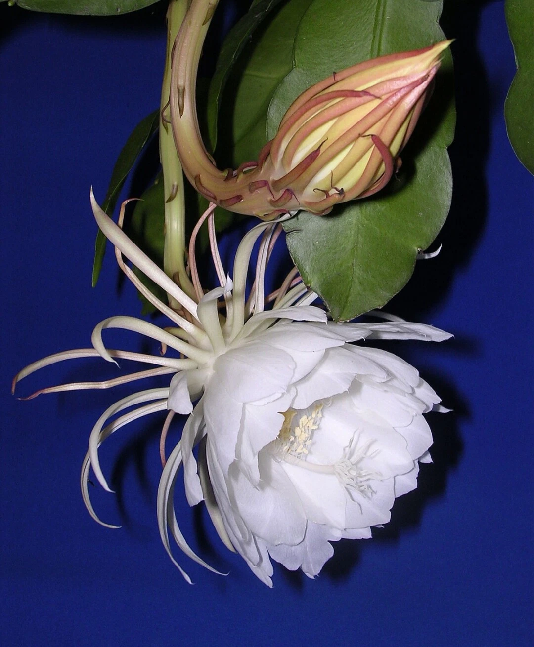 Queen of the Night Cutting – Epiphyllum Oxypetalum, 4–6 Inch Live Night Blooming Cactus for Planting