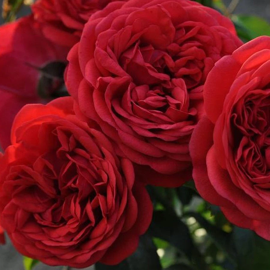 Don Juan Climbing Rose Live Plant 1.5 Gallon Potted Red Flowering Rose Vine for Garden Trellis and Landscaping