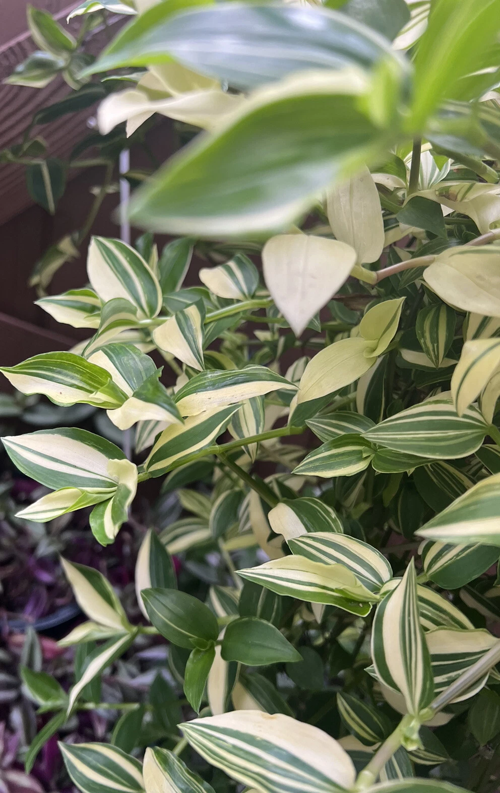 Cream Wandering Jew Cuttings – 5 Live Unrooted Tradescantia fluminensis variegata Green and White Houseplant Propagation Material