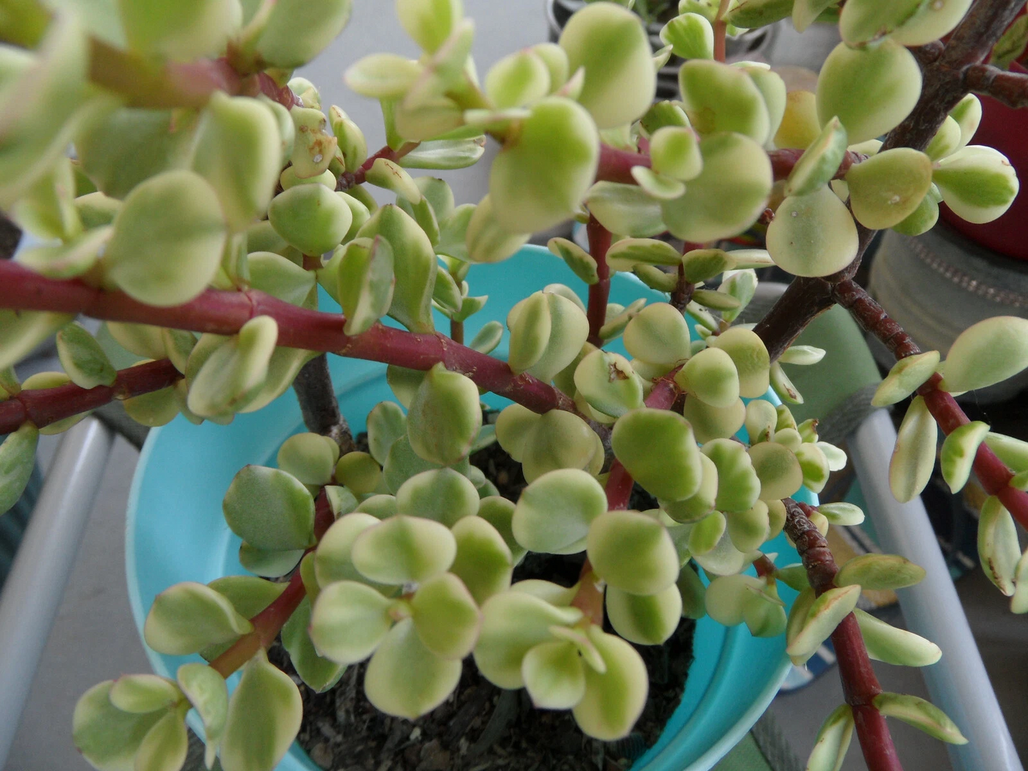 Variegated Spekboom Cuttings – Portulacaria afra ‘Variegata’ Creme & Green, 3 Unrooted Succulent Propagation Cuttings