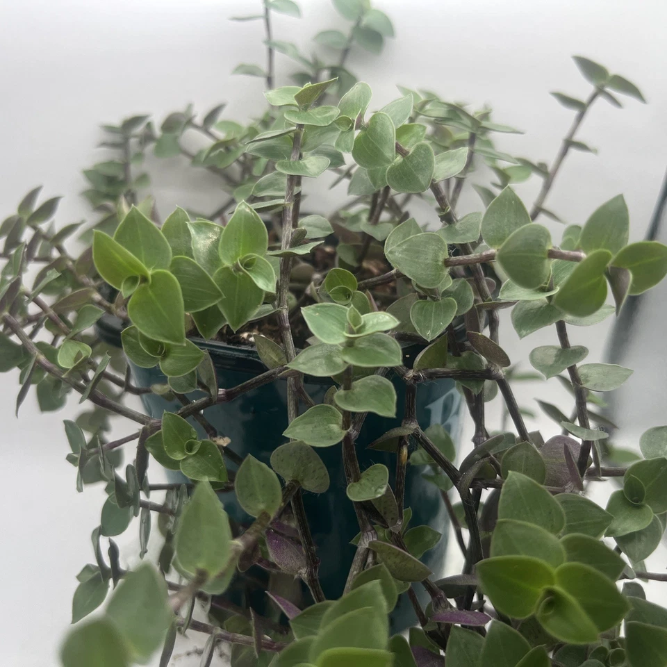 Turtle Vine Cuttings – 7 Unrooted Callisia Repens Trailing Houseplant Propagation Indoor Garden
