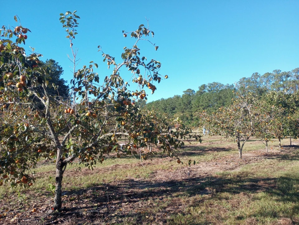 Fuyu Persimmon Tree Cuttings – 10 Unrooted Diospyros kaki ‘Fuyu’ for Grafting & Propagation