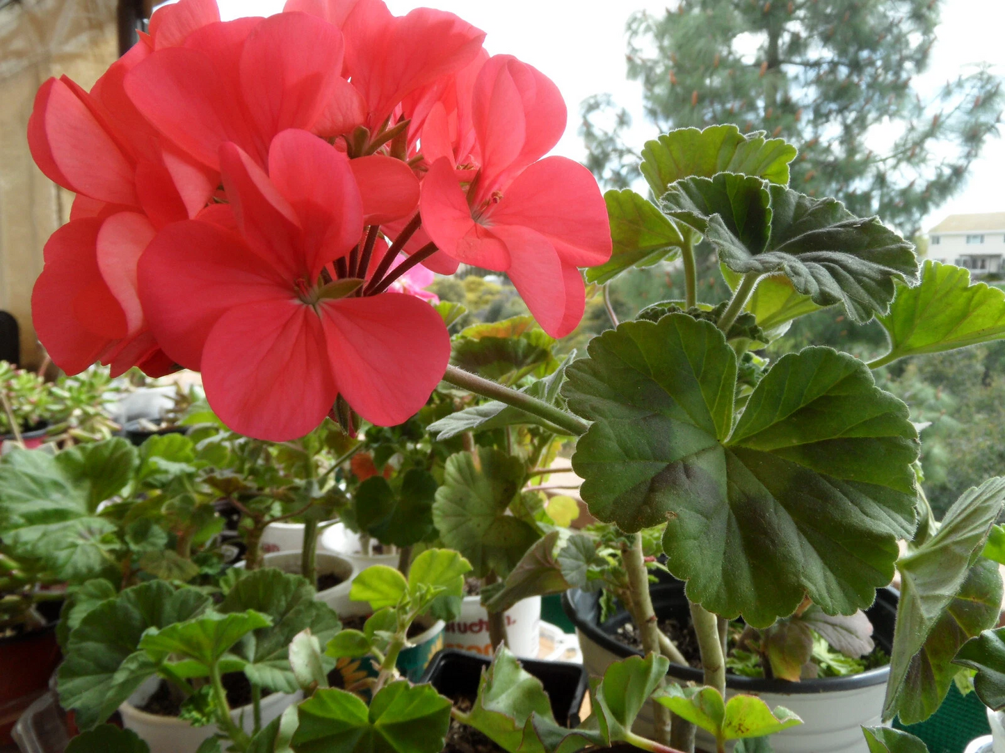 Zonal Geranium Cuttings Set of 4, Unrooted Pelargonium Flower Plant Propagation, 5 Inch