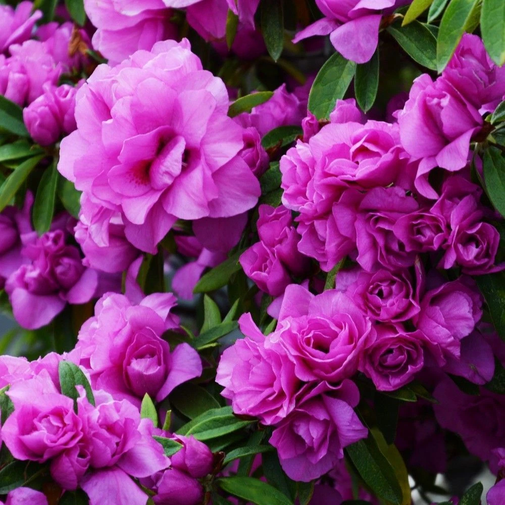 Amelia Rose Azalea Starter Plant – Small Rooted Deciduous Rhododendron with Pink Flowers for Garden Planting