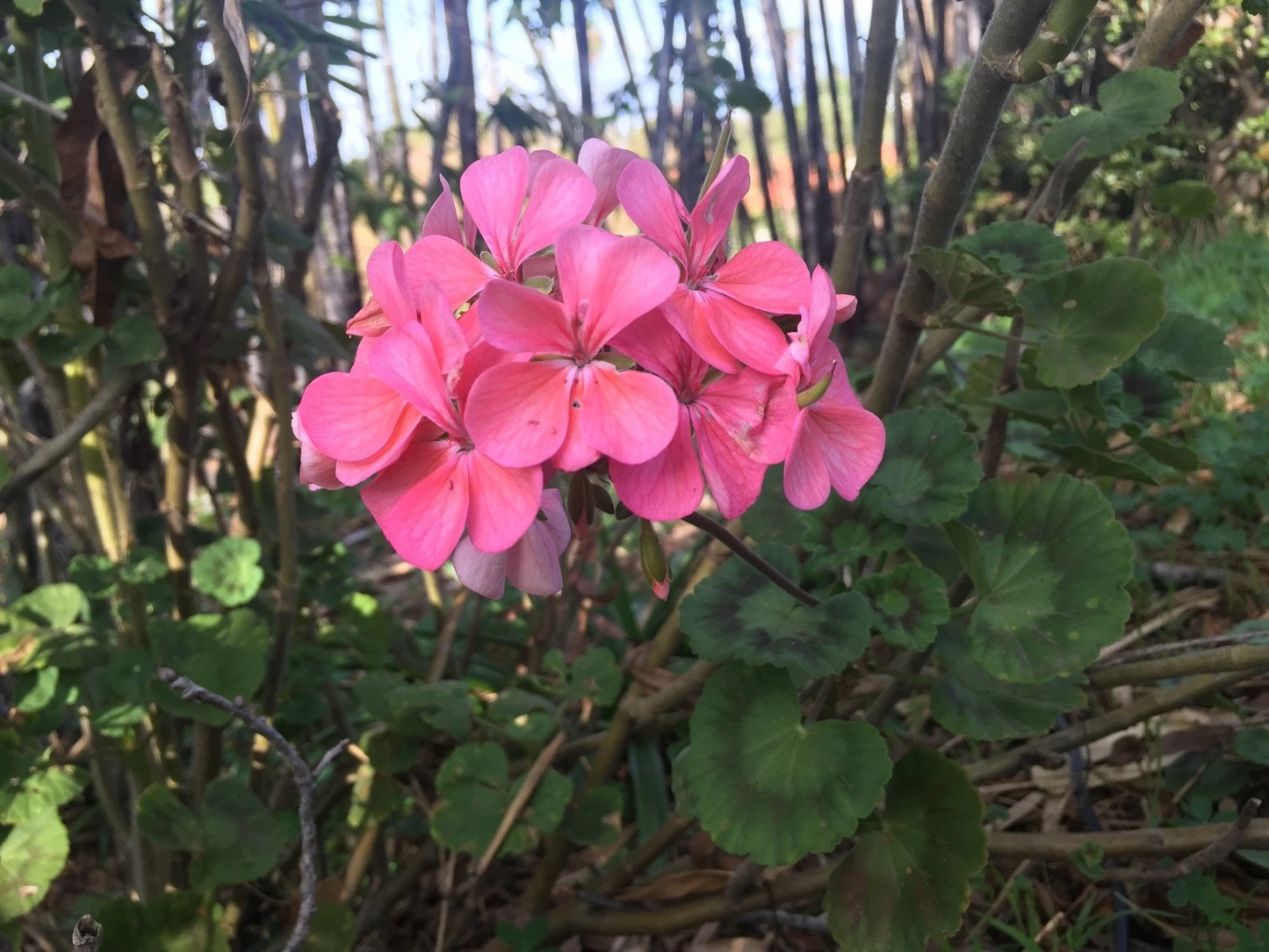 Salmon Pink Zonal Geranium Cuttings – 4 Live Pelargonium Starter Plants for Garden or Pots, 8 Inch Fresh Pelargonium Plants