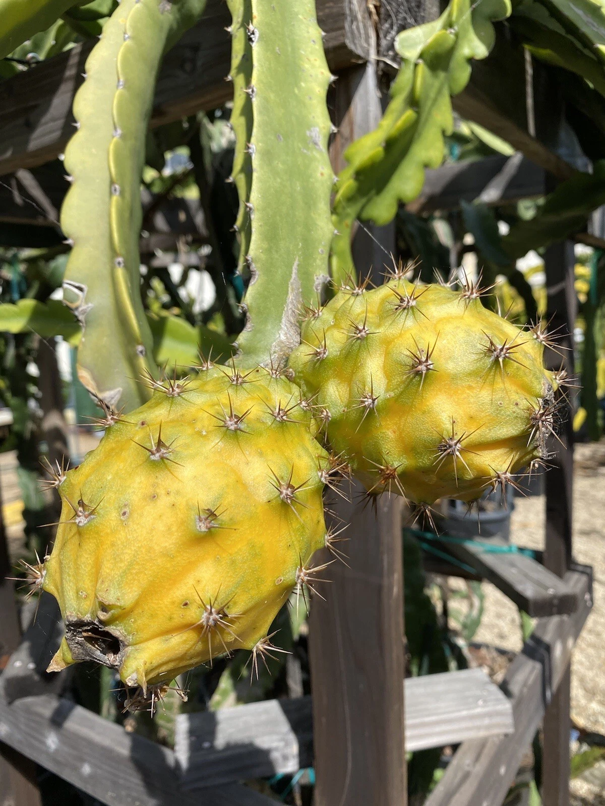 Giant Yellow Dragon Fruit Cuttings – Unrooted Selenicereus megalanthus, Climbing Cactus, Yellow Pitaya, 2 Foot Long