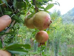 Soft-Seeded Pomegranate Cuttings – 10 Unrooted Punica Granatum Fruit Tree Grafting Propagation Material