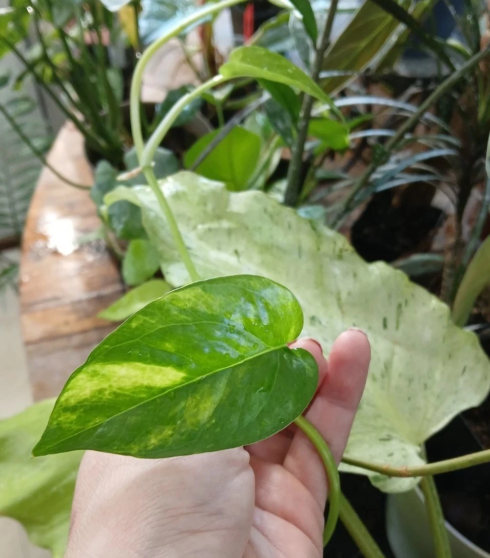 Yellow Flame Pothos Cuttings – 5 Unrooted Epipremnum Pinnatum Variegated Tropical Houseplant for Propagation