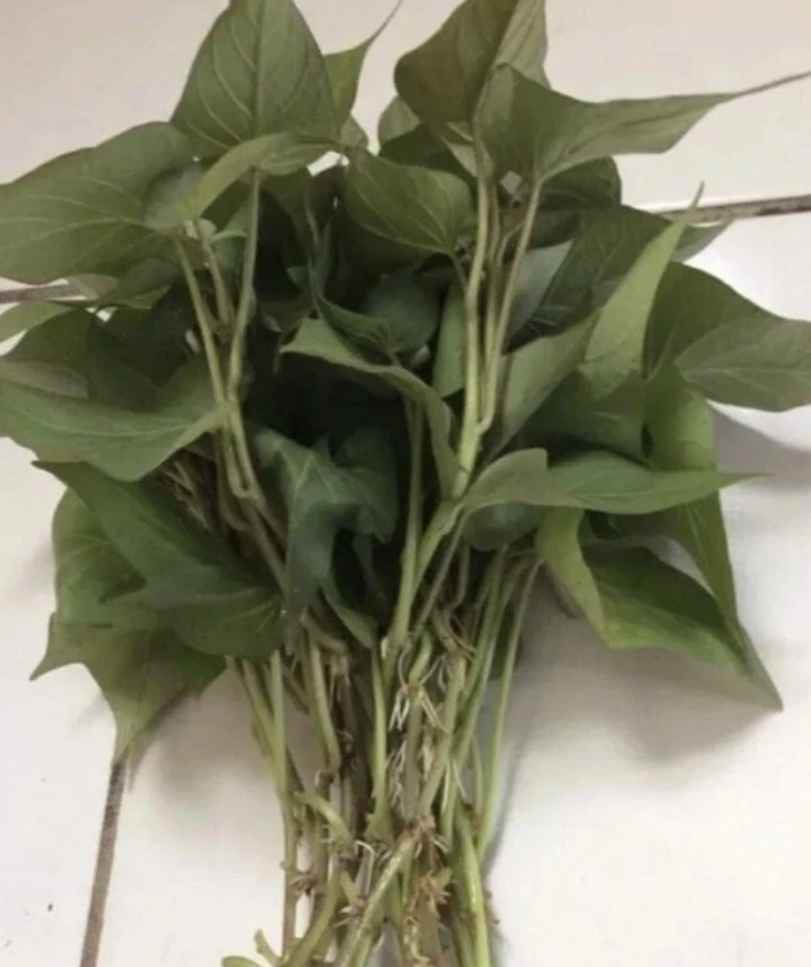 Purple Sweet Potato Slips – 10 Live Plant Cuttings for Gardening, Ipomoea Batatas Starter Plants
