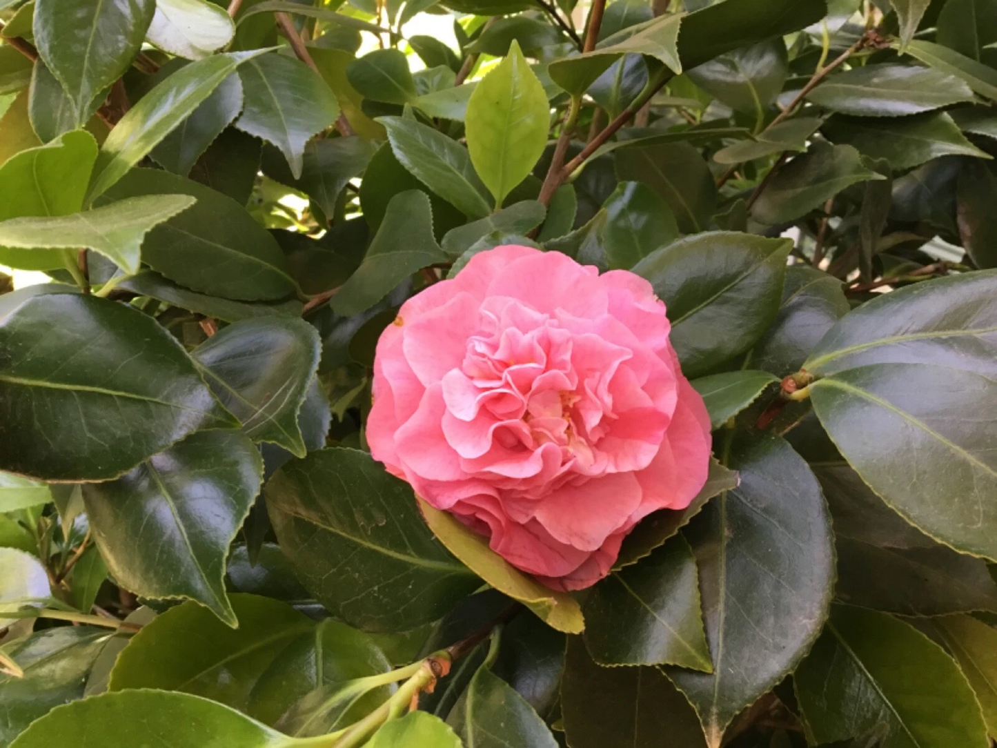 Camellia Pink Ruffle Cuttings Set of 10 Unrooted Ornamental Shrubs with Large Pink Blooms