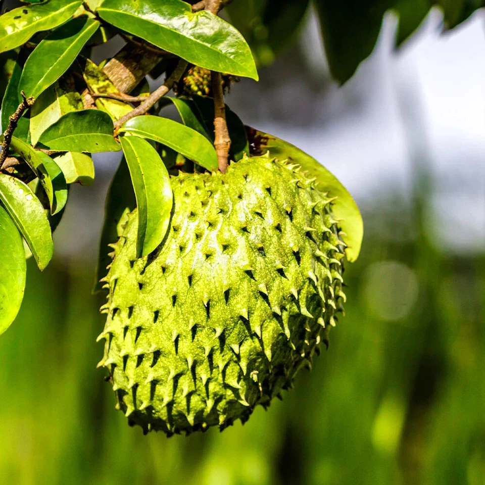 Soursop Tree Live Plant, 5-Inch Pot, Tropical Fruit Tree, Guanabana, Annona muricata, Exotic Fruit Plant for Garden or Indoor