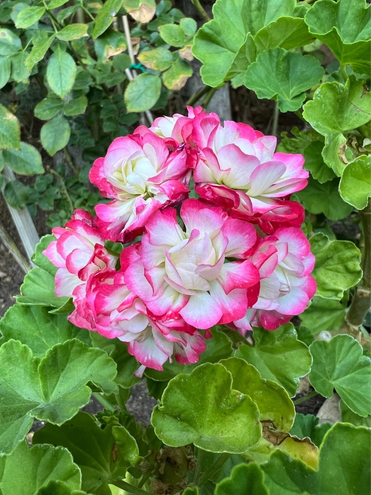 Double White Geranium Cuttings with Pink Edges – 3 Pelargonium Propagation Plants for Garden or Indoor Planting