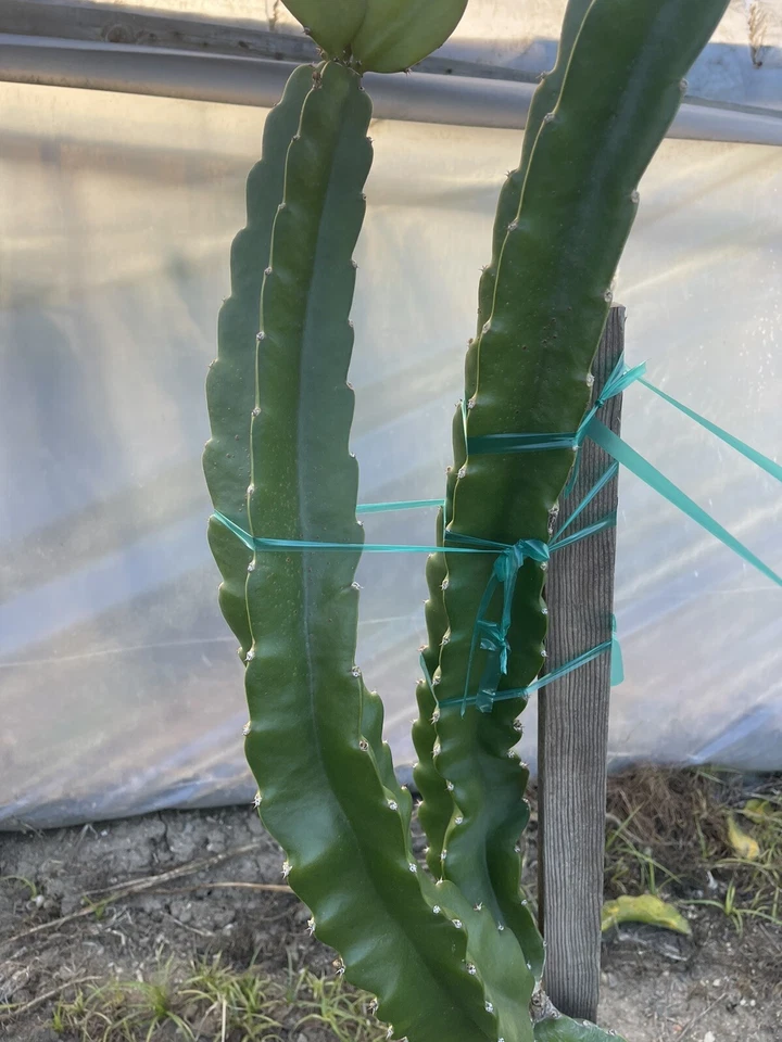 Robles Red Dragon Fruit Unrooted Cutting – Pitaya Cactus Propagation, Mature Red Hylocereus undatus