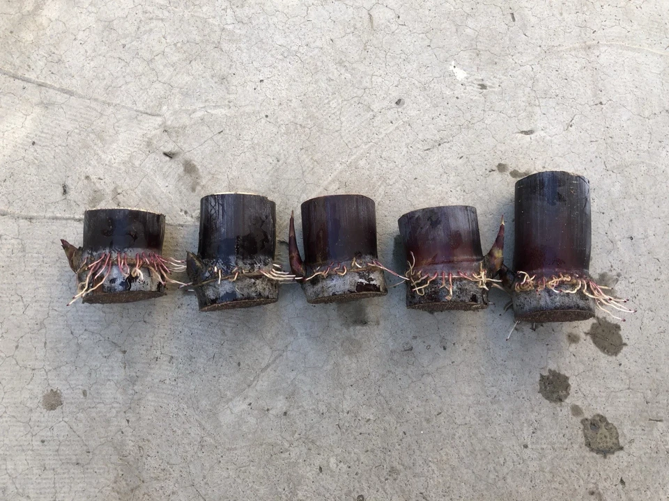 Dark Purple Sugarcane Rooted Cuttings Set of 5 | Saccharum officinarum Live Plants for Garden, Landscape & Home
