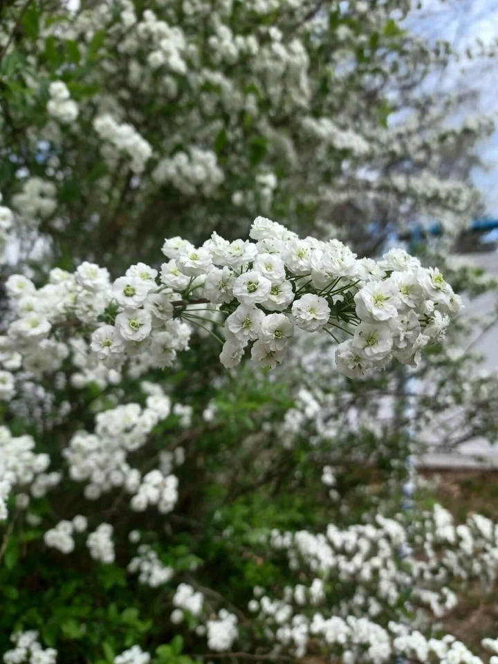 Unrooted Bridal Wreath Spirea Cuttings, Flowering Shrub Propagation Stems, Garden Bush, Spiraea cantoniensis, Set of 10