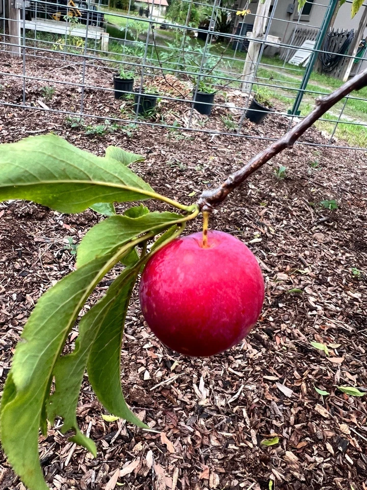 Scarlet Beauty Plum Scion Cuttings for Grafting – Fresh Fruit Tree Propagation Material – Prunus domestica