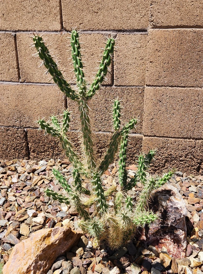 Tree Cholla Cactus Cutting – Cylindropuntia imbricata Unrooted Stem for Propagation, Desert Outdoor Succulent, Drought-Tolerant Plant