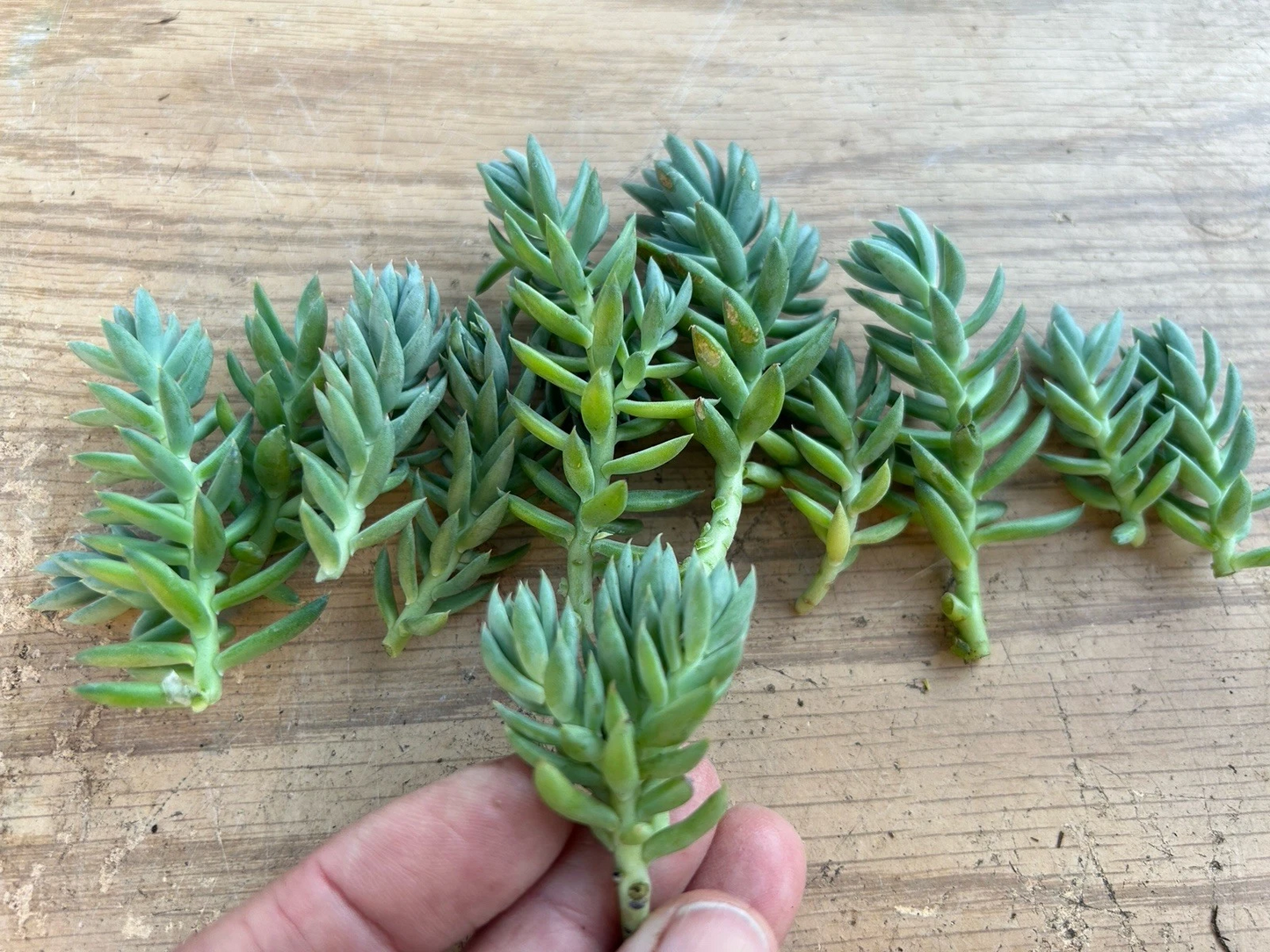 Blue Spruce Sedum Unrooted Cuttings – 10 Sedum reflexum Succulent Propagation Material for Containers and Gardens