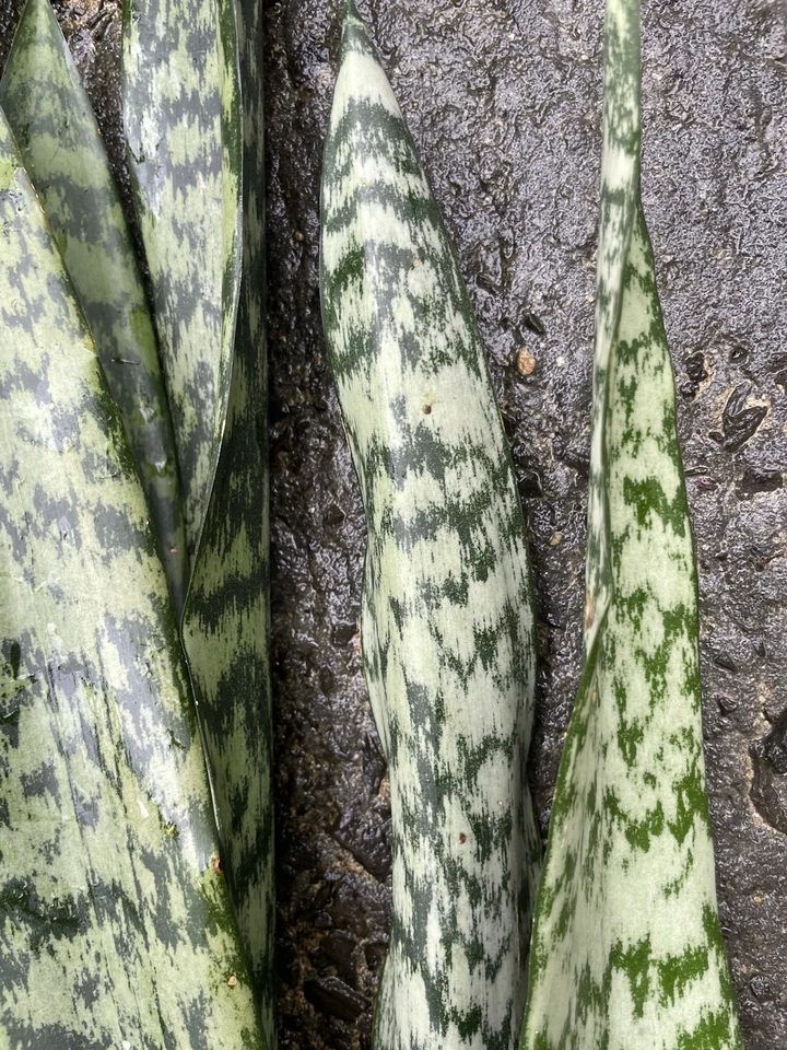 Sansevieria Snake Plant Leaf Cuttings Set of 4 Hawaii Grown Indoor Propagation Starter Plants