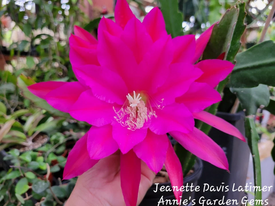 Epiphyllum Jeanette Davis Orchid Cactus Cuttings 8–10 Inch Unrooted Propagation Plant
