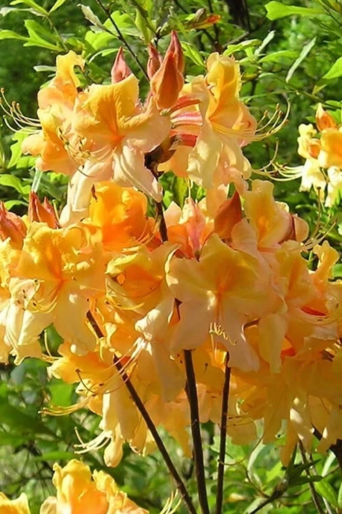 Dancing Rabbit Azalea Starter Plant Rhododendron Deciduous Live Plant Small Dormant Garden Shrub