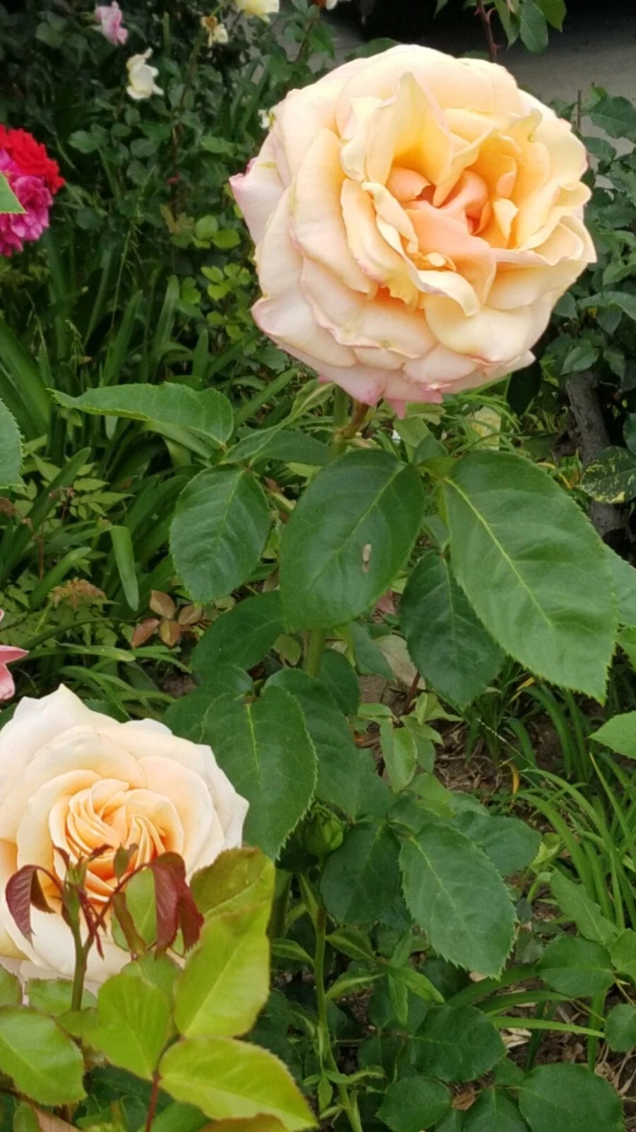 Creamy Apricot Rose Live Cuttings Set of 3 – Unrooted Fresh Rose Cuttings with Rosy Edges for Gardening and Rooting
