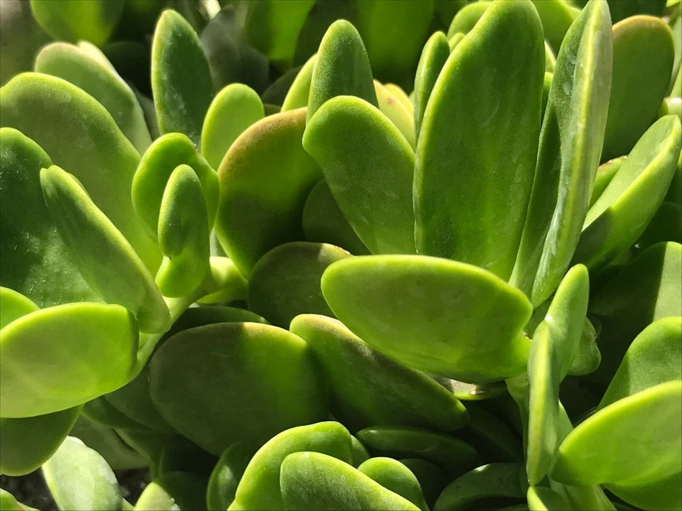 Trailing Creeping Jade Cuttings – 3 Live Senecio jacobsenii Succulents, 6-Inch Weeping Succulents for Indoor Garden and Patio