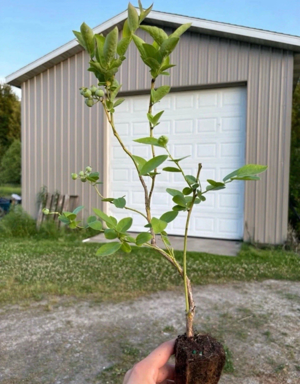 Blueberry Plant Rooted Cuttings – 20 Live Vaccinium Plants for Garden, Fruit Bush Starter Plants, Edible Berry Plants
