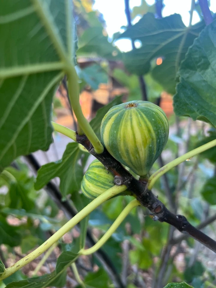 Fig Tree Unrooted Cuttings – 3 Ficus carica Propagation Plants for Home Gardening and Orchard Growth