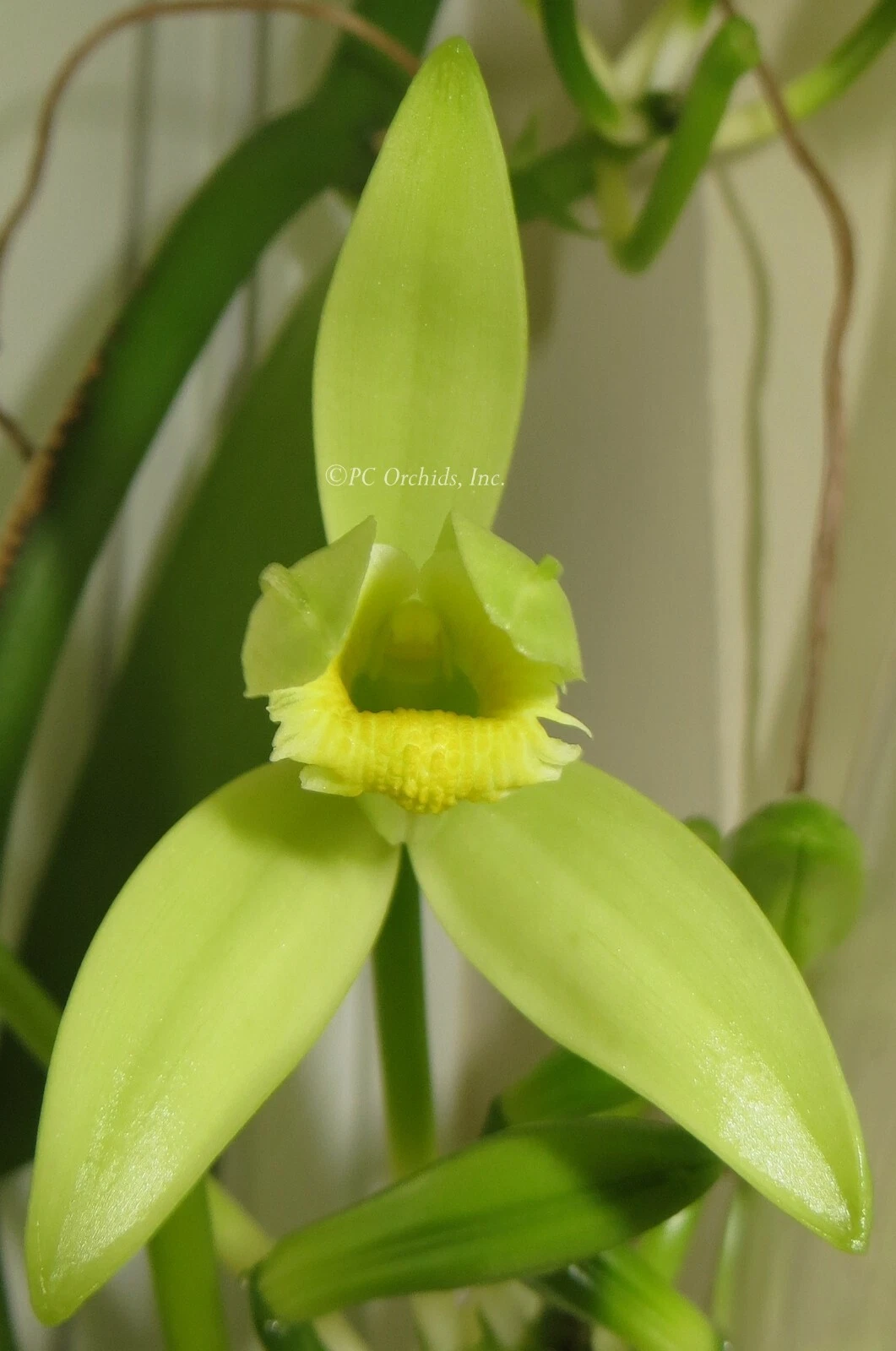 Vanilla Planifolia Cuttings – 12 Inch Live Unrooted Vanilla Orchid Vine for Propagation, Tropical Garden Plant