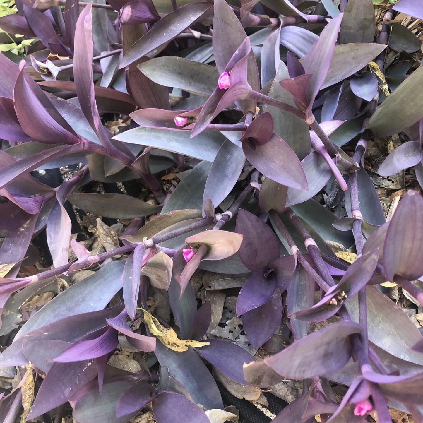 Purple Heart Tradescantia Pallida Cuttings – 6 Live Unrooted Wandering Jew Plant Propagation Material