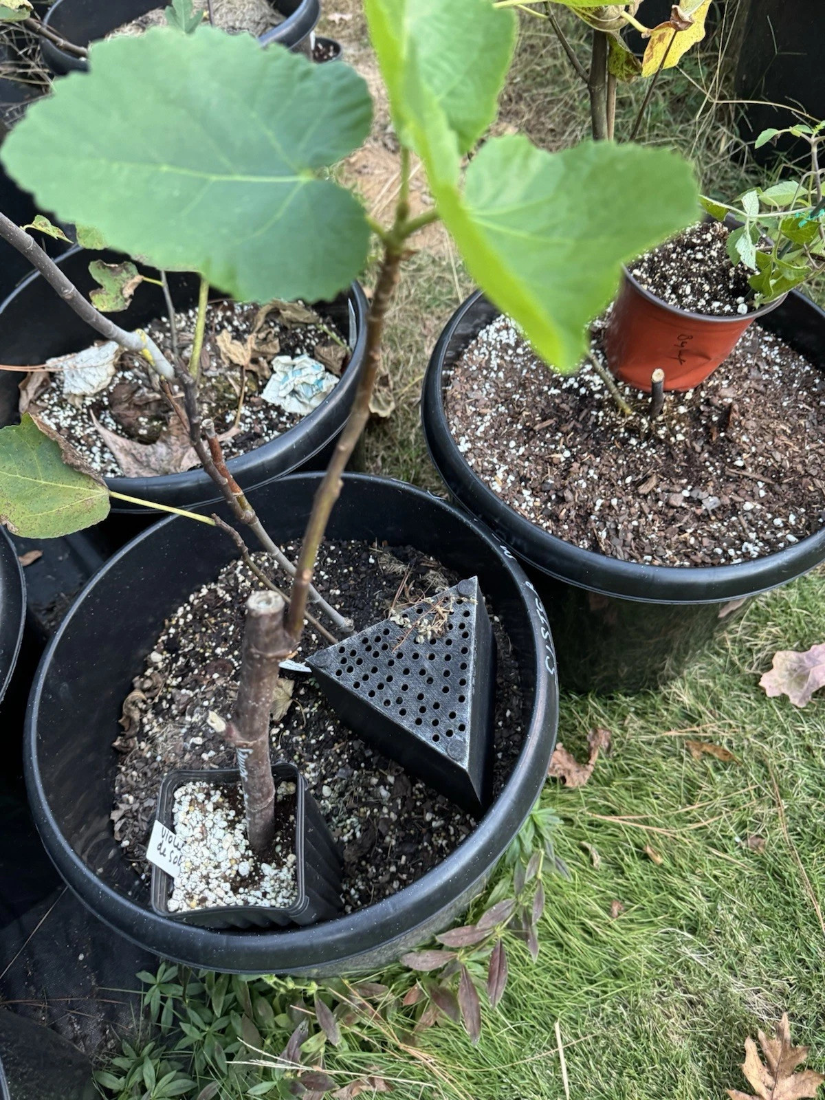 Chicago Hardy Fig Cuttings – 10 Unrooted Ficus carica Scions for Propagation, Cold Tolerant Outdoor Fruit Tree